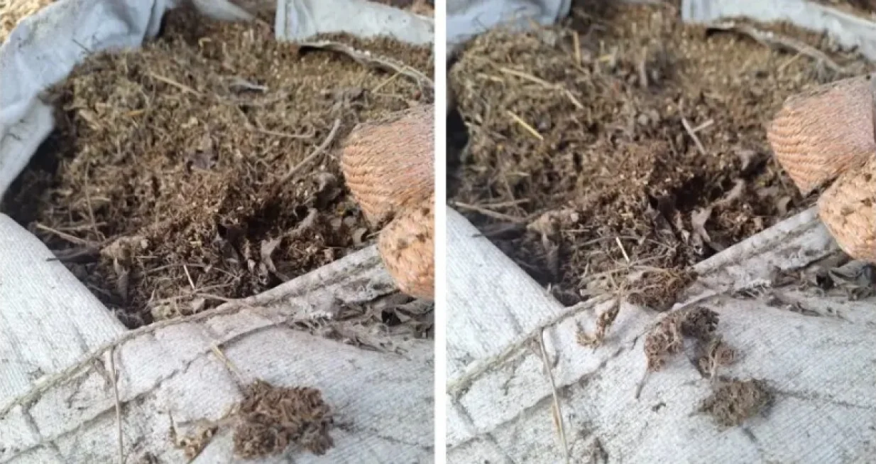 Oduzeta droga/MUP RS//