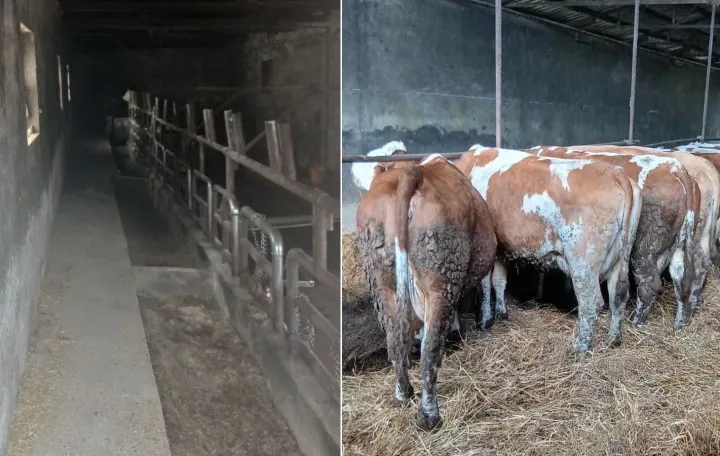 &Scaron;tala je ostala pusta - Svih 100 grla su prodali u Jelah/Agroklub