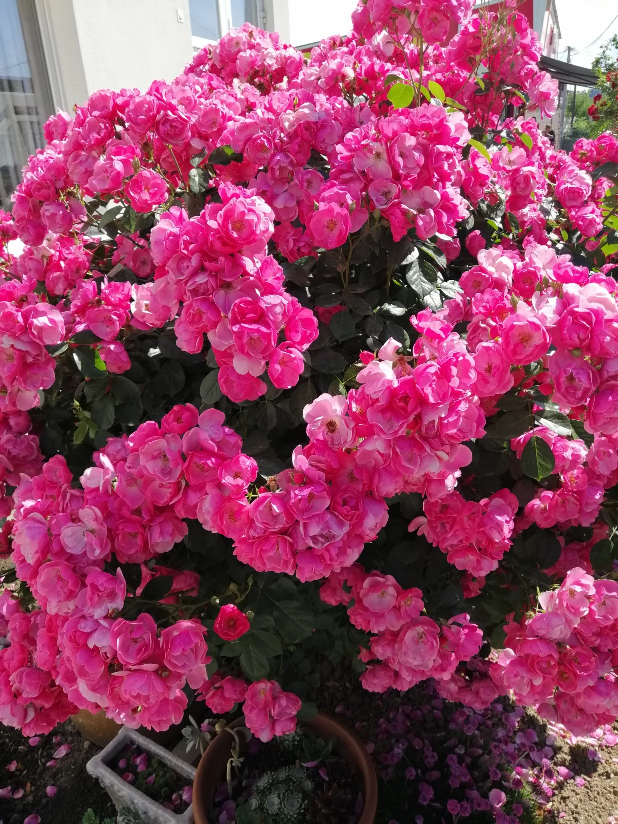 Ne obećavaj mi ružičnjak i buket tratinčica je OK/