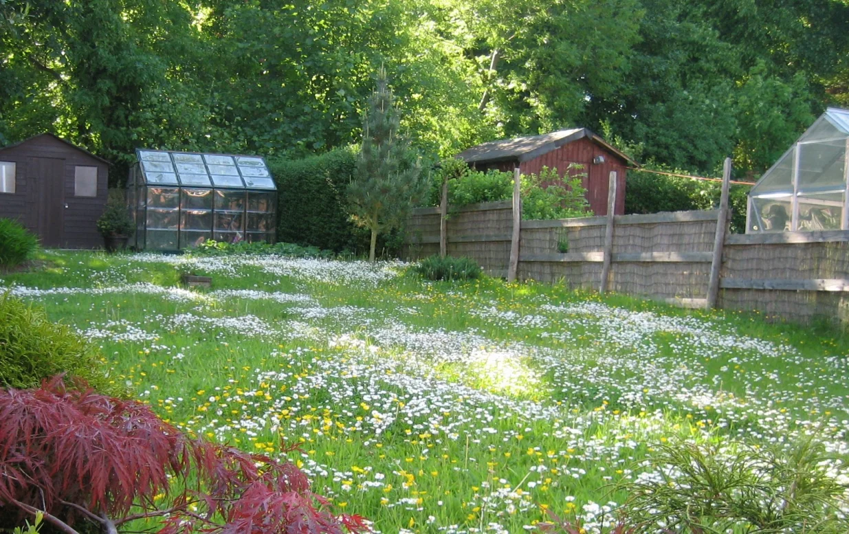 Vesele tratinčice u travnjaku/