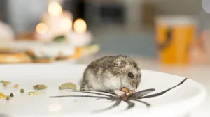 Ne ostavljajte ovo u kuhinji/Free Pik