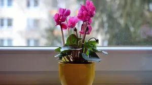 Trik koji djeluje/Free Pik