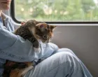 mačka putovanje/