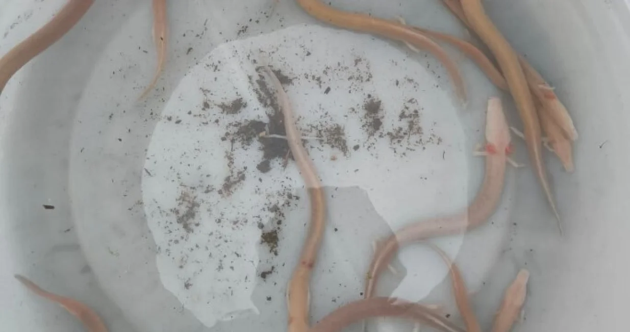 Čovječije ribice/Facebook//