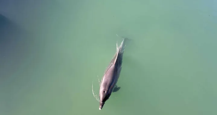 Delfin snimljen u rijeci/Facebook//