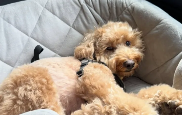 Ovaj pas postao je zvijezda/@lildoodbrooks