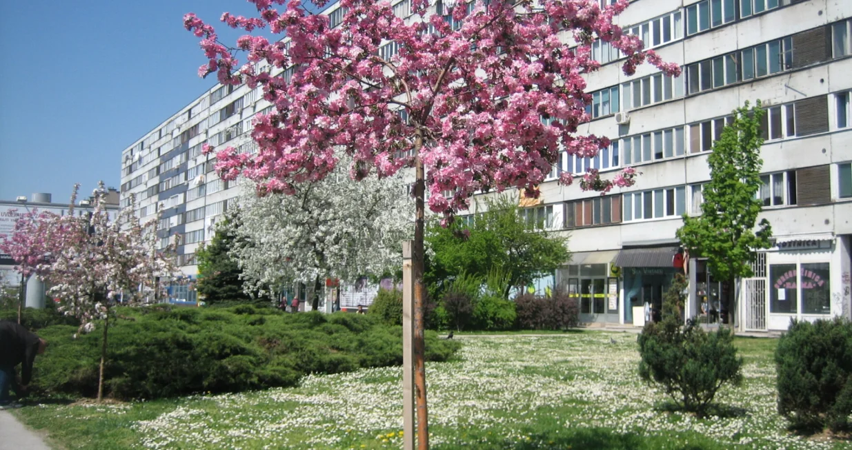 Behar i travnjak pun tratinčica/