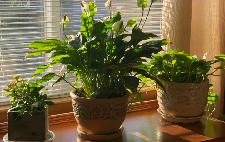 sobne biljke/Unsplash 