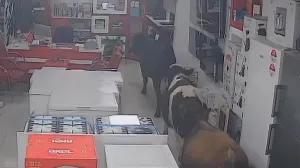 Krave, prodavnica, bijela tehnika/Prtsc