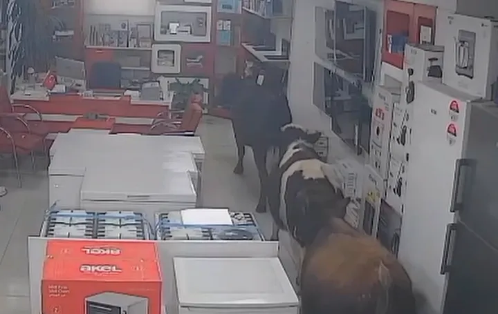 Krave, prodavnica, bijela tehnika/Prtsc