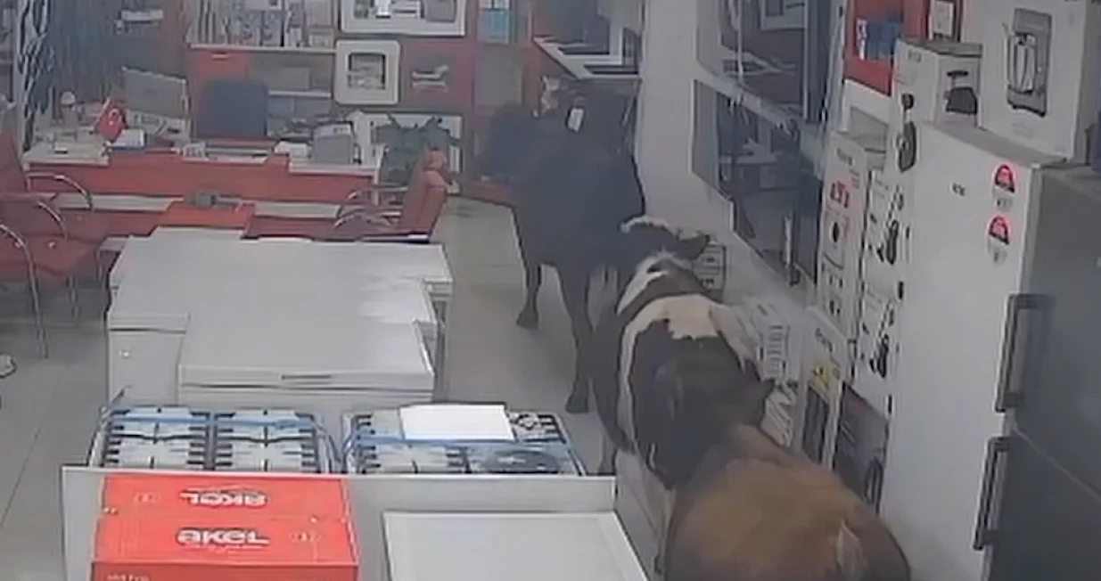 Krave, prodavnica, bijela tehnika/Prtsc