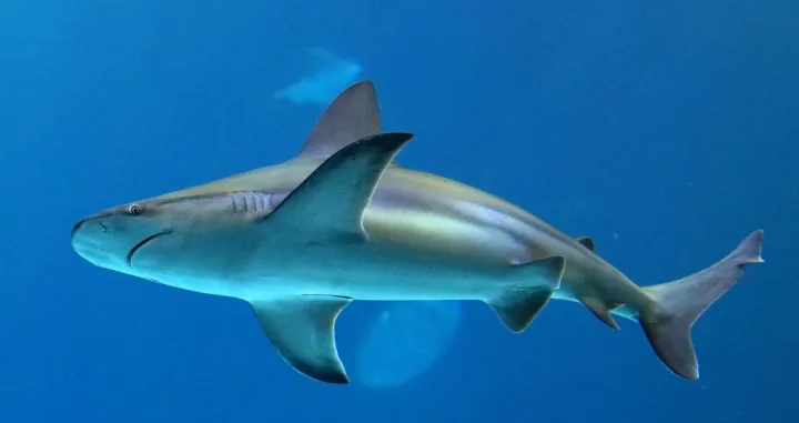 Golema psina/Ilustracija