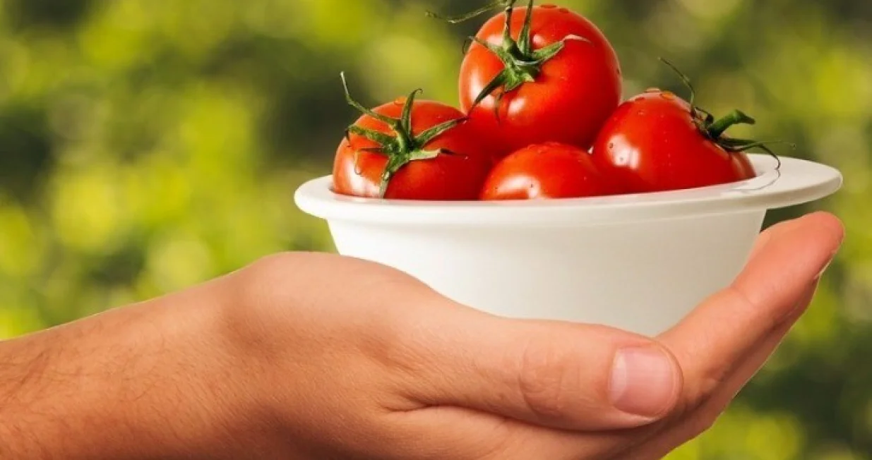 Paradajz ilustracija/