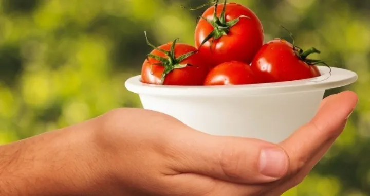 Paradajz ilustracija/