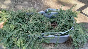 Jednogodišnje sadnice lonicera zasađene u dječija_kolica/