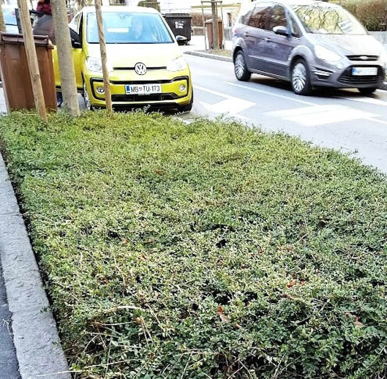 Lonicera u centru Maribora/