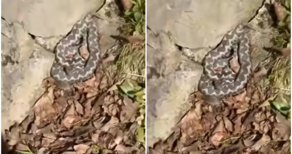 Objavljen i snimak/Printscreen/Facebook//