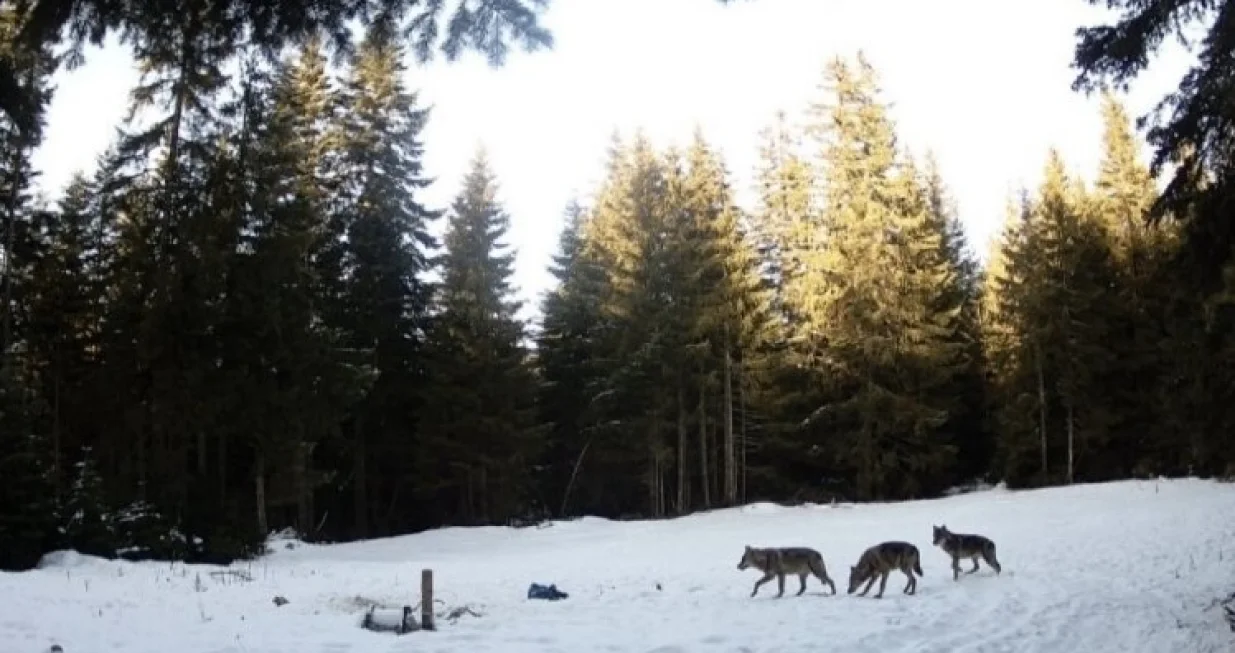 Impresivni prizori/Nezavisne//