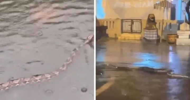 Objavljeni snimci/Printscreen/X.com//