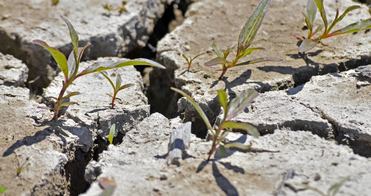Zauvijek se rije&scaron;ite korova/Freepik