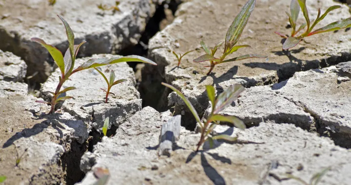 Zauvijek se rije&scaron;ite korova/Freepik