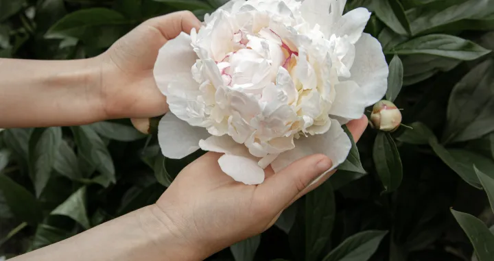 Svaka žena bi ga trebala zasaditi/Free Pik