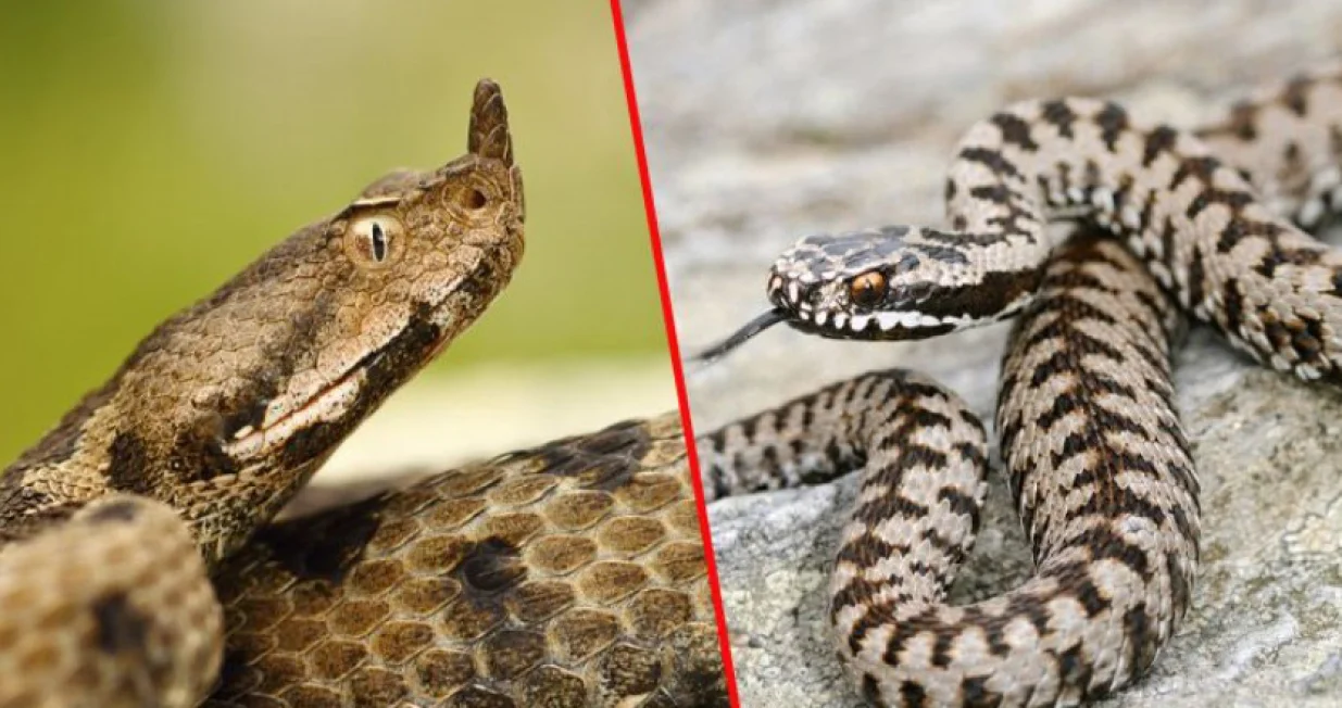 zmije otrovnice/Ilustracija/