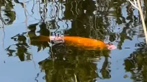 Screenshot/ Facebook/