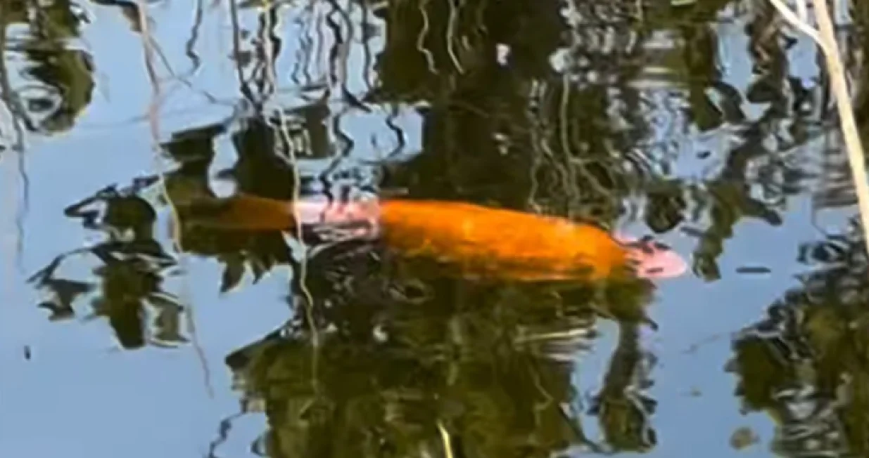 Screenshot/ Facebook/