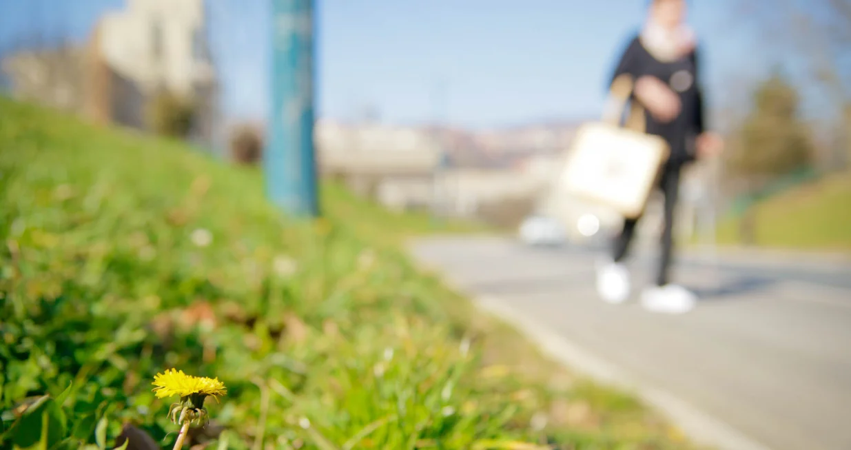 Dolazak proljeca/Damir Deljo