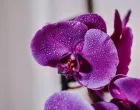 Orhideje mogu cvjetati i zimi//