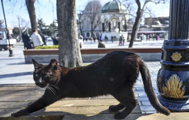 U svijetu se danas obilježava Svjetski dan mačke, domaće životinja koja živi uz ljude već oko 3.500 godina.Povodom Svjetskog dana mačke, fotoreporteri Anadolu Agency (AA) fotografisali su ove životinje u mnogim dijelovima svijeta, a nije izostao ni najveći turski grad Istanbul, poznat kao "grad mačaka" (Arife Karakum - Anadolu Agency)/�