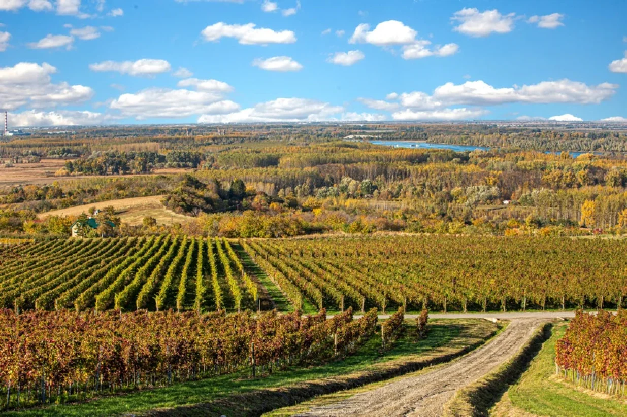 Fru&scaron;kogorski vinogradi/Dragoslav Ulić Dag