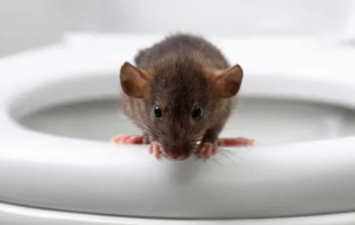 Pacovi jo&scaron; od početka lockdowna "vr&scaron;e invaziju"/ The Guardian/