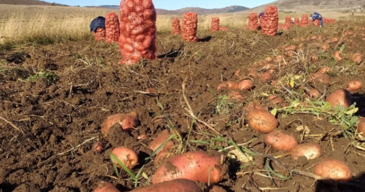 Glamočki krompir/Nick