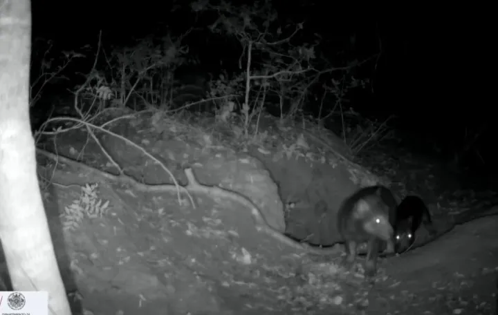 Objavljen snimak/Printscreen/Instagram//