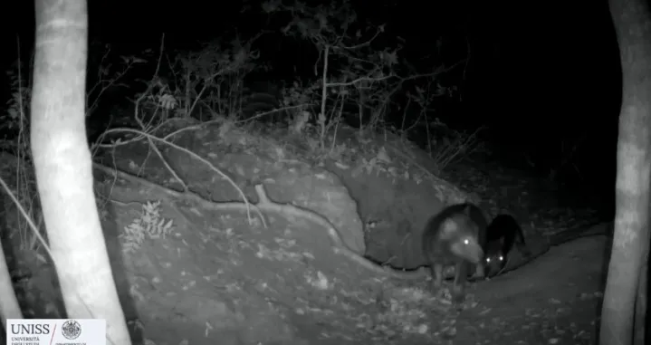 Objavljen snimak/Printscreen/Instagram//