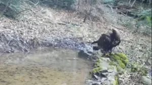 Rijetka ptica/Printscreen/Facebook//