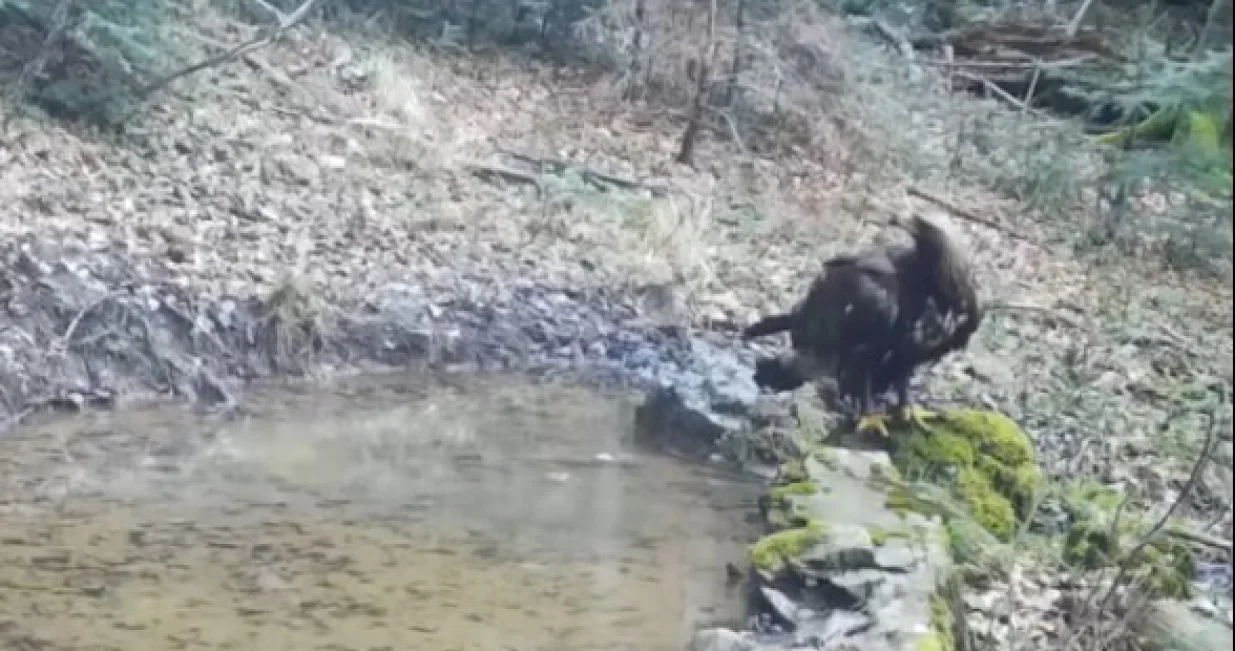 Rijetka ptica/Printscreen/Facebook//