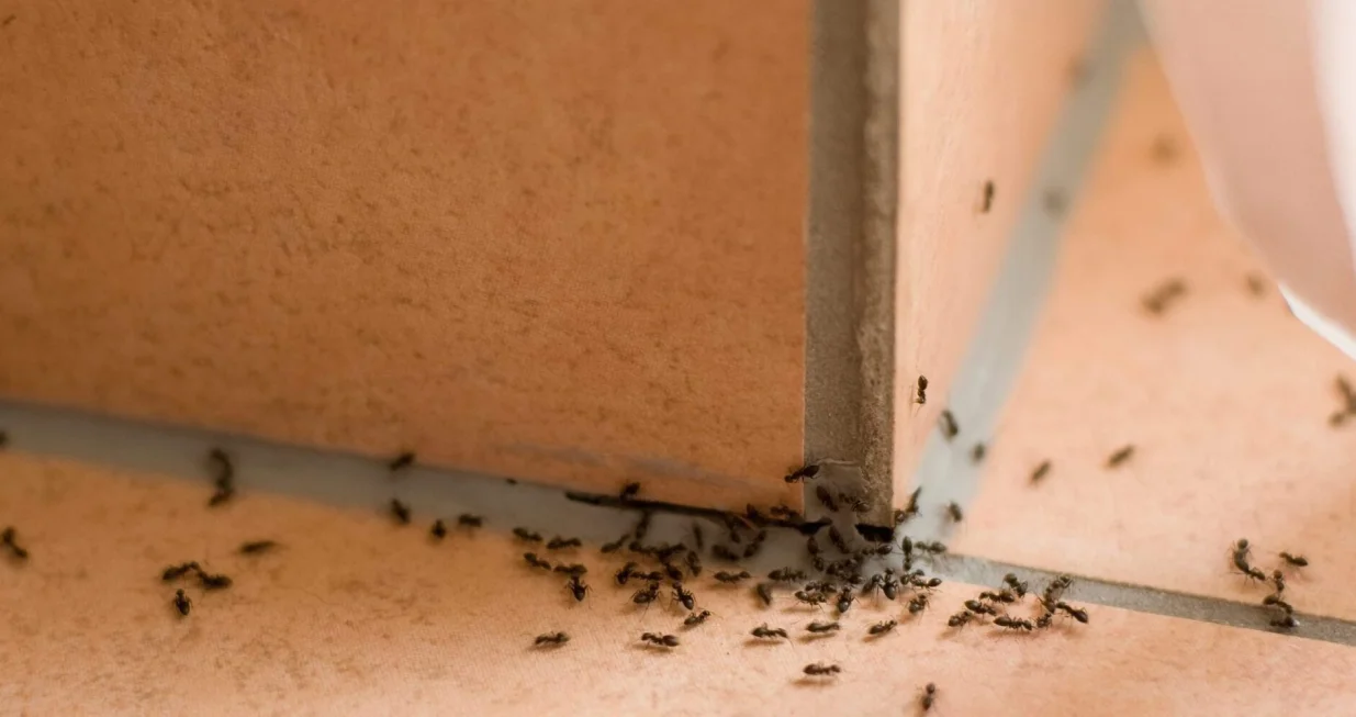 Mravi u kući/Screenshot