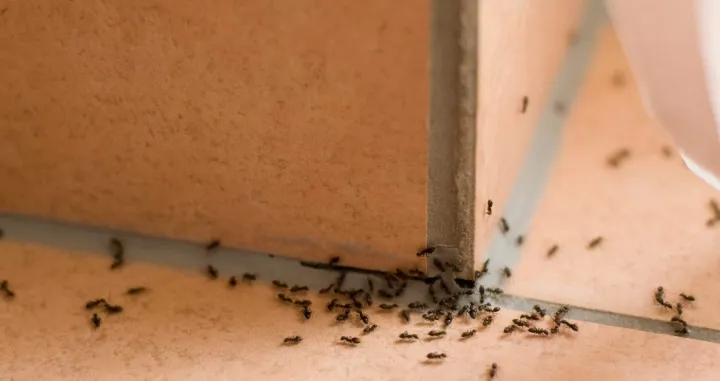 Mravi u kući/Screenshot