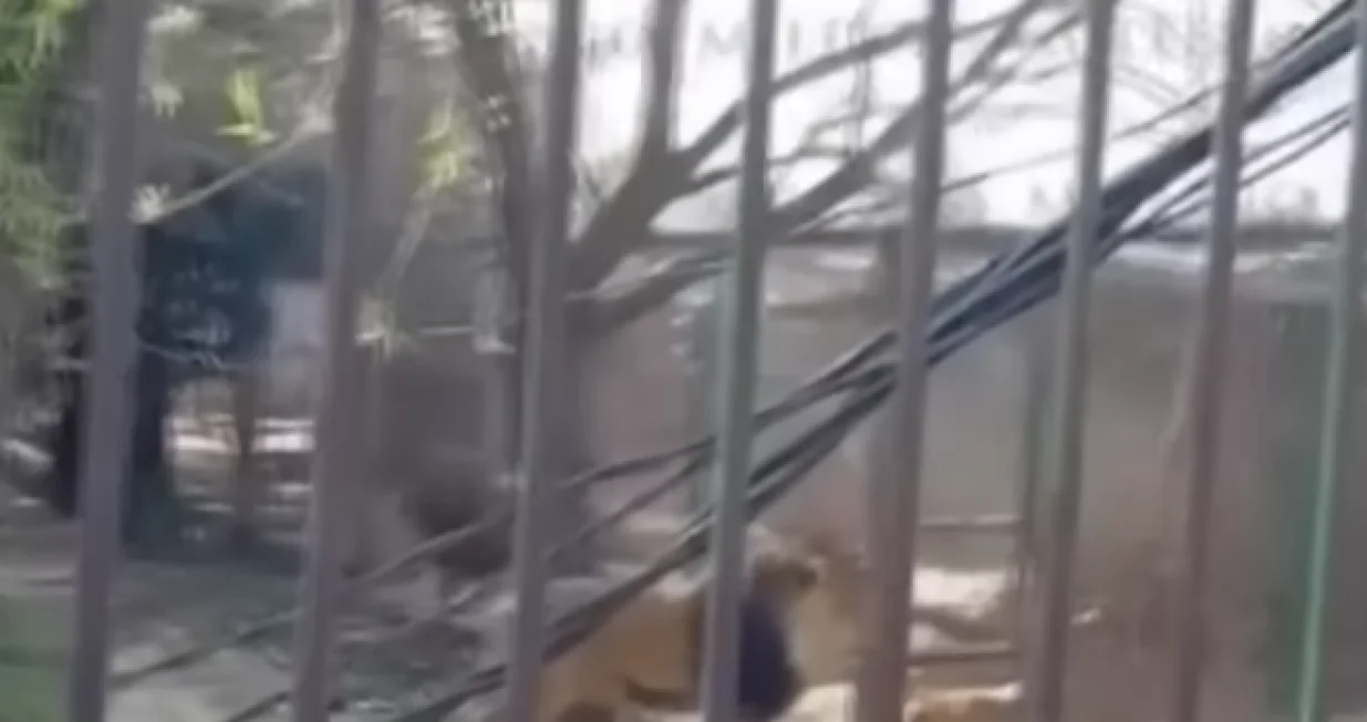 Lav, napad, Meksiko, pijani mu&scaron;karac/Prtsc