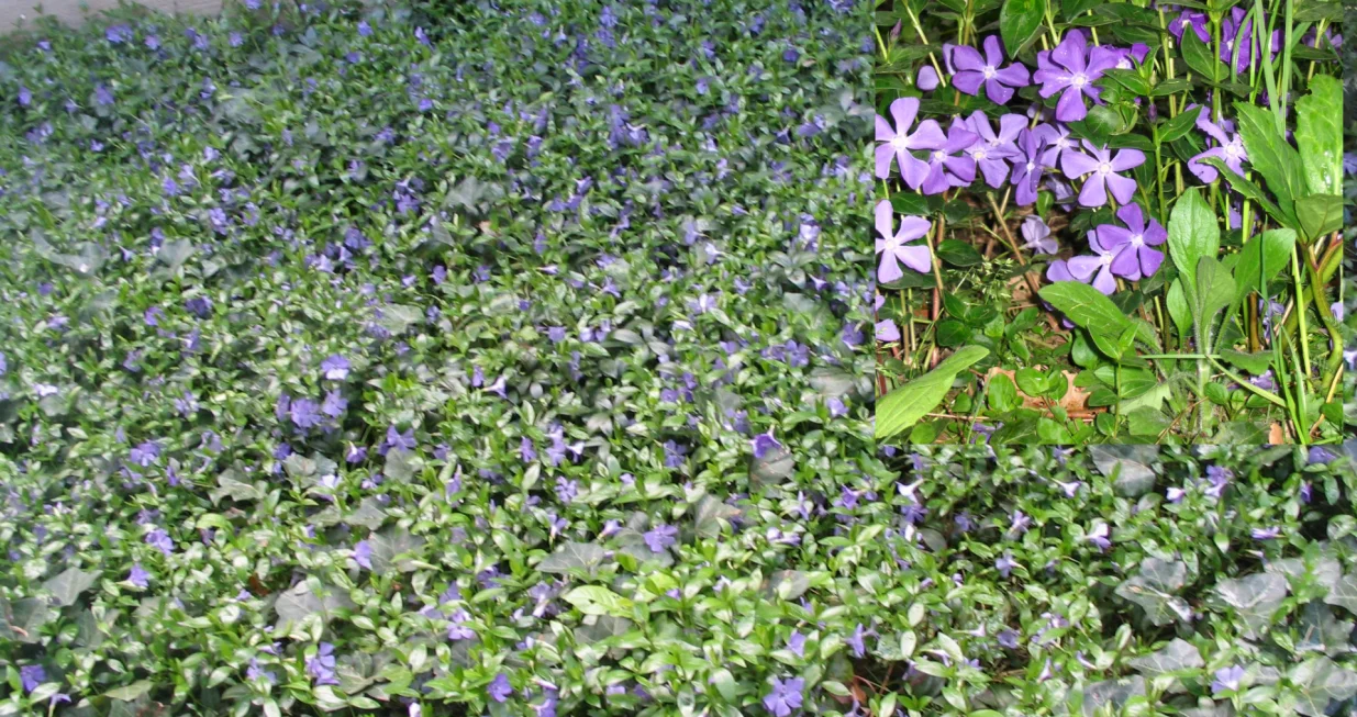 Vinka temeljito prekriva tlo i cvjeta u plavoj boji/