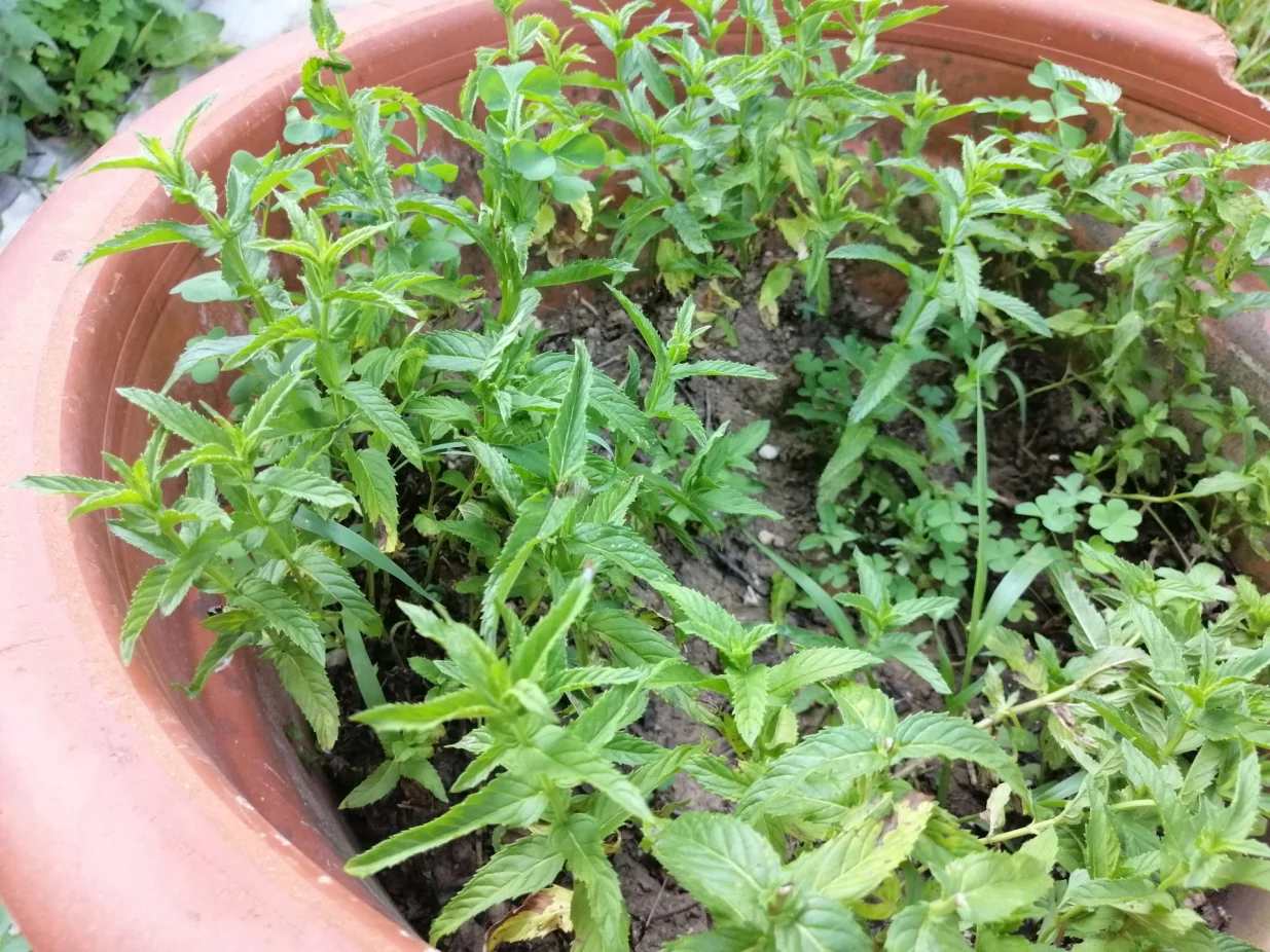 Menta ili nana u loncu/