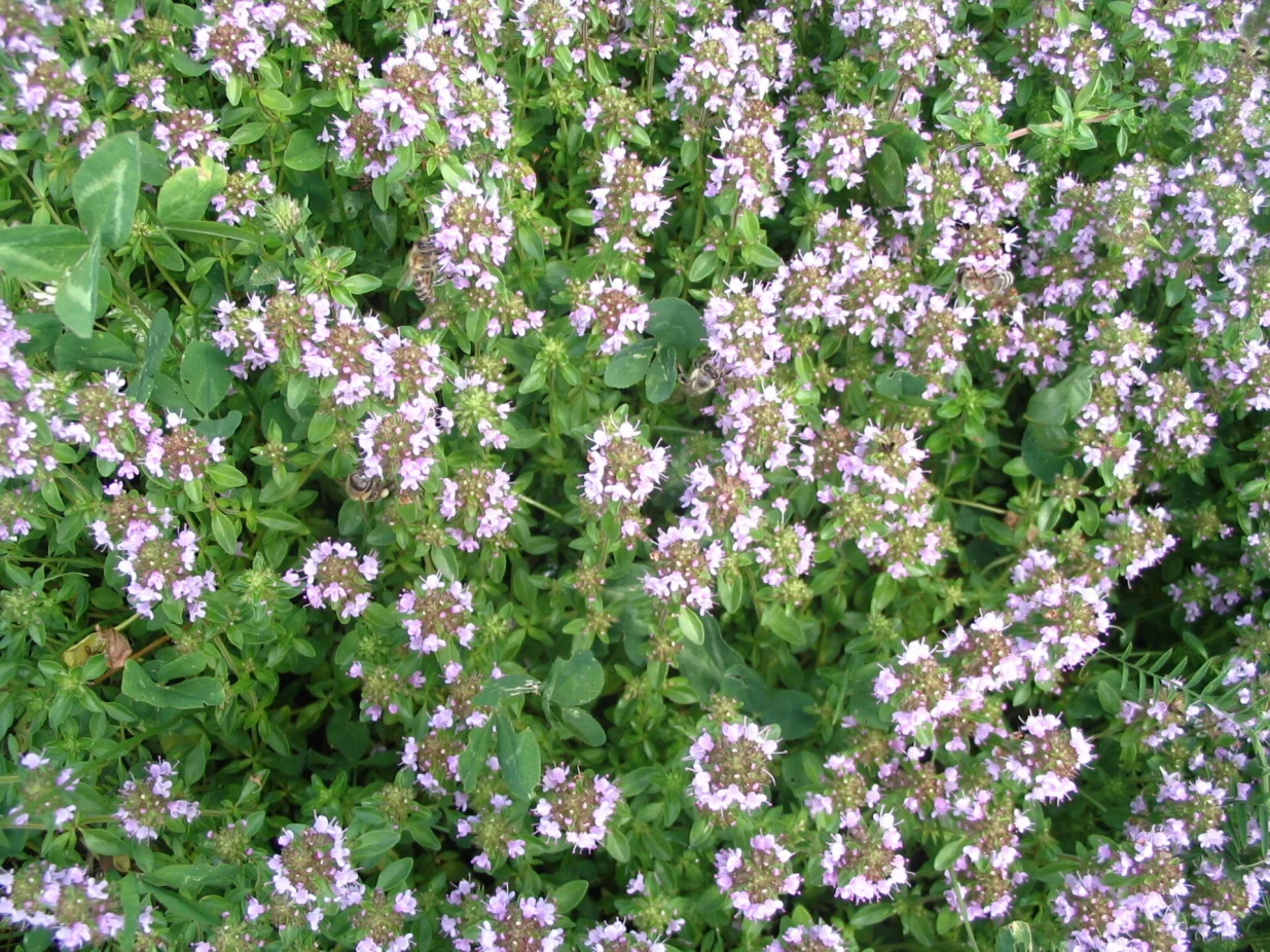 Majčina du&scaron;ica/