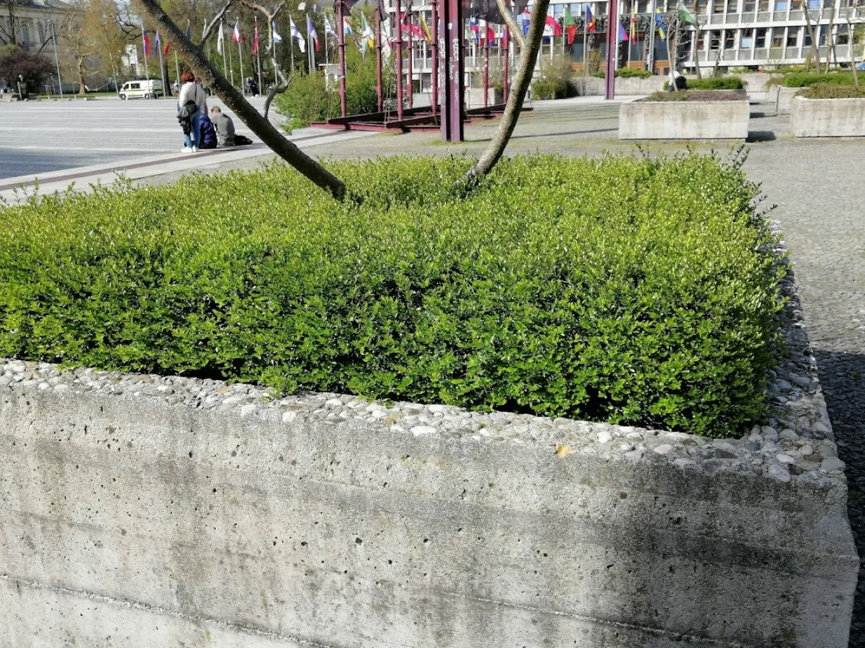 Lonicera u urbanoj žardinjeri/