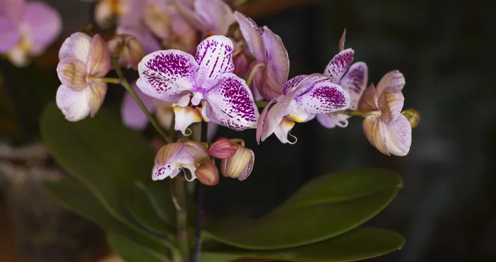 Pravilna njega orhideja/