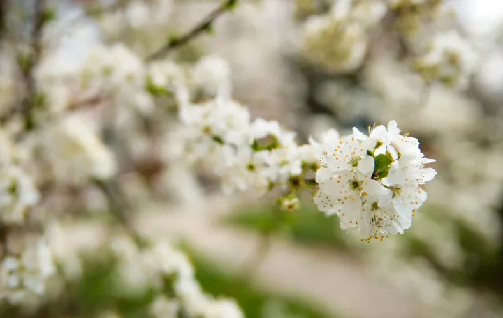 Probeharalo drveće i smeće po gradu/Damir Deljo
