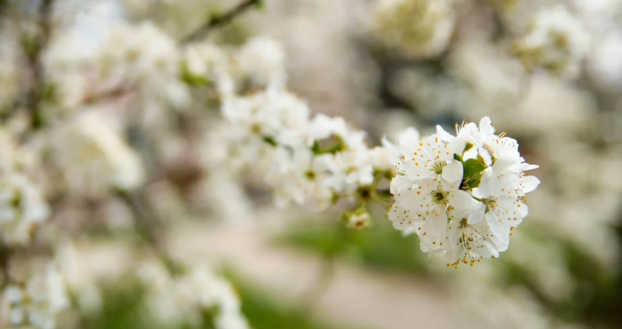 Probeharalo drveće i smeće po gradu/Damir Deljo