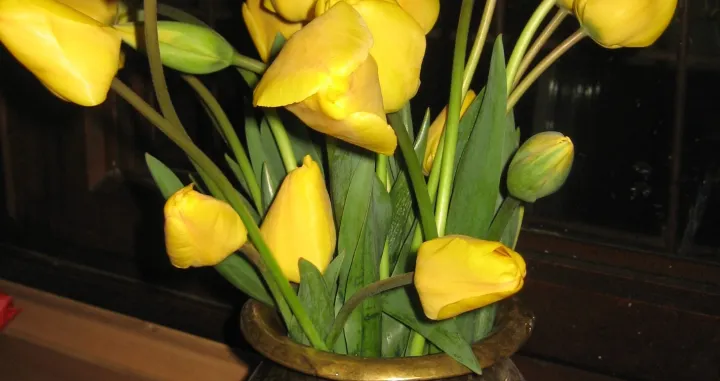Tulipani u vazi/